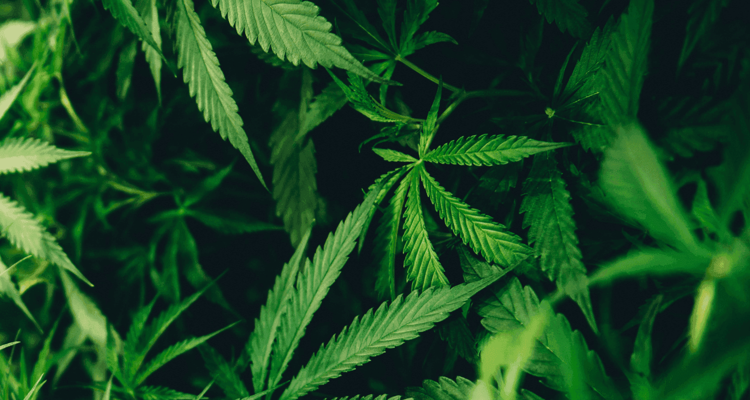 The Real CBD Exposed